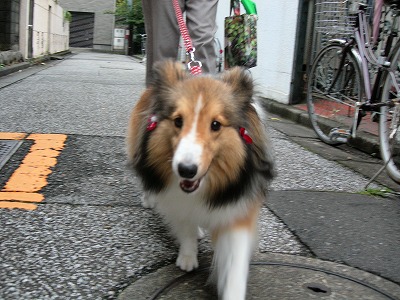 c0078428_10232391.jpg
