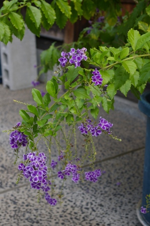 e0086642_20364117.jpg