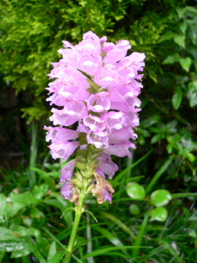 a0063364_23323865.jpg
