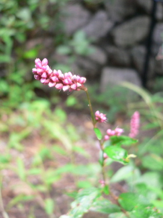 a0063364_23441237.jpg