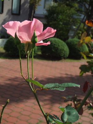 f0041606_20103343.jpg