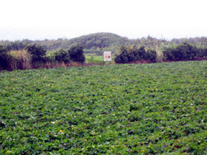 b0076710_19492581.jpg