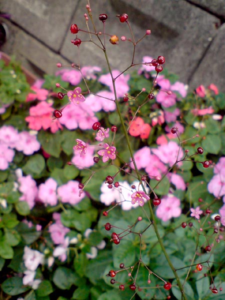e0034047_16314741.jpg