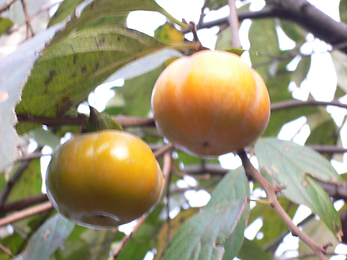 c0069048_6104226.jpg