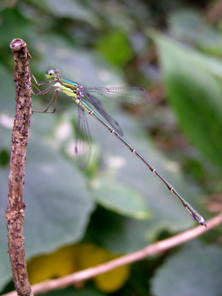 e0064158_0332445.jpg