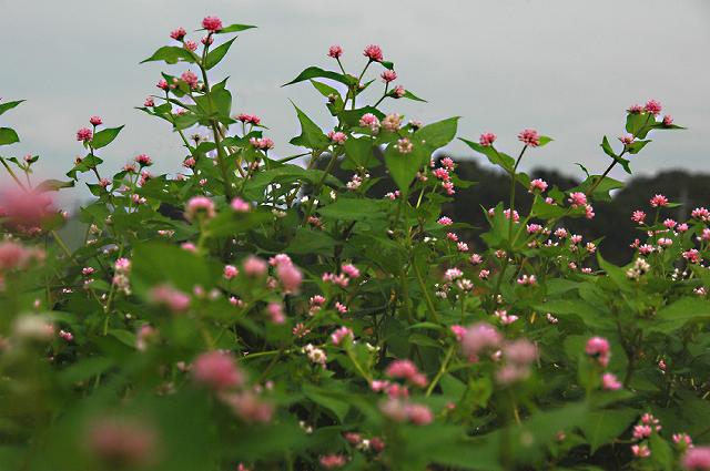 a0044076_1434185.jpg