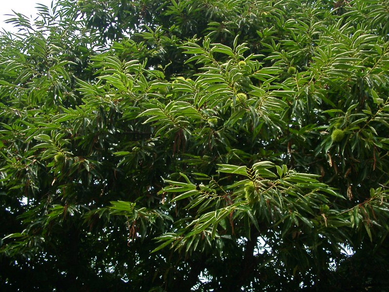 a0079880_1037412.jpg