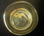 e0077498_7185055.jpg