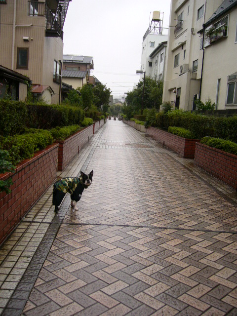 d0070702_20381075.jpg