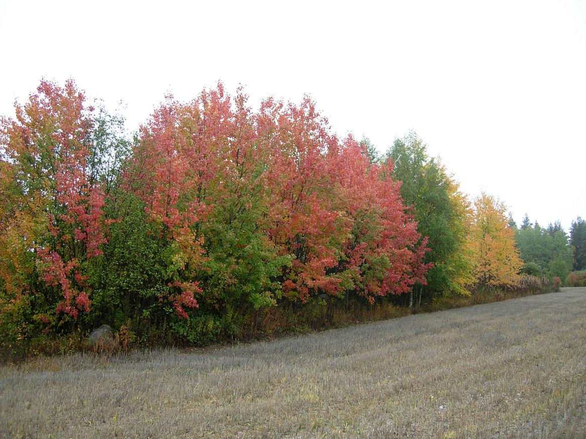 f0005602_19162471.jpg
