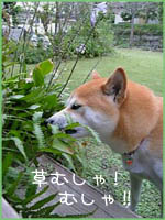 c0060620_15322848.jpg