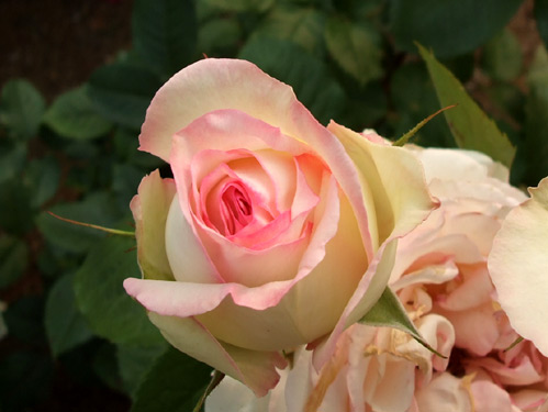 a0027742_3241490.jpg