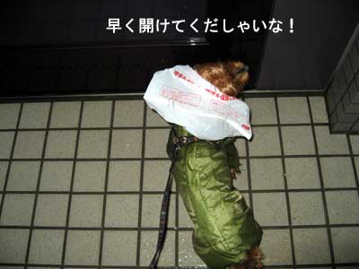 開けてよ!