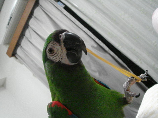 a0087164_1735257.jpg
