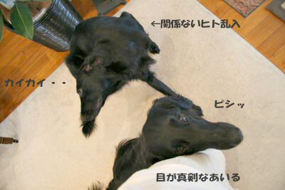 c0050400_13341086.jpg