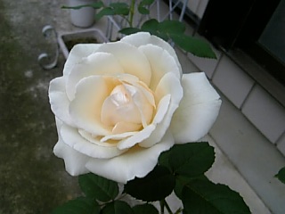 e0098908_18415786.jpg