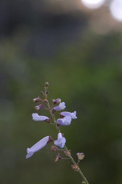 b0039226_5545567.jpg