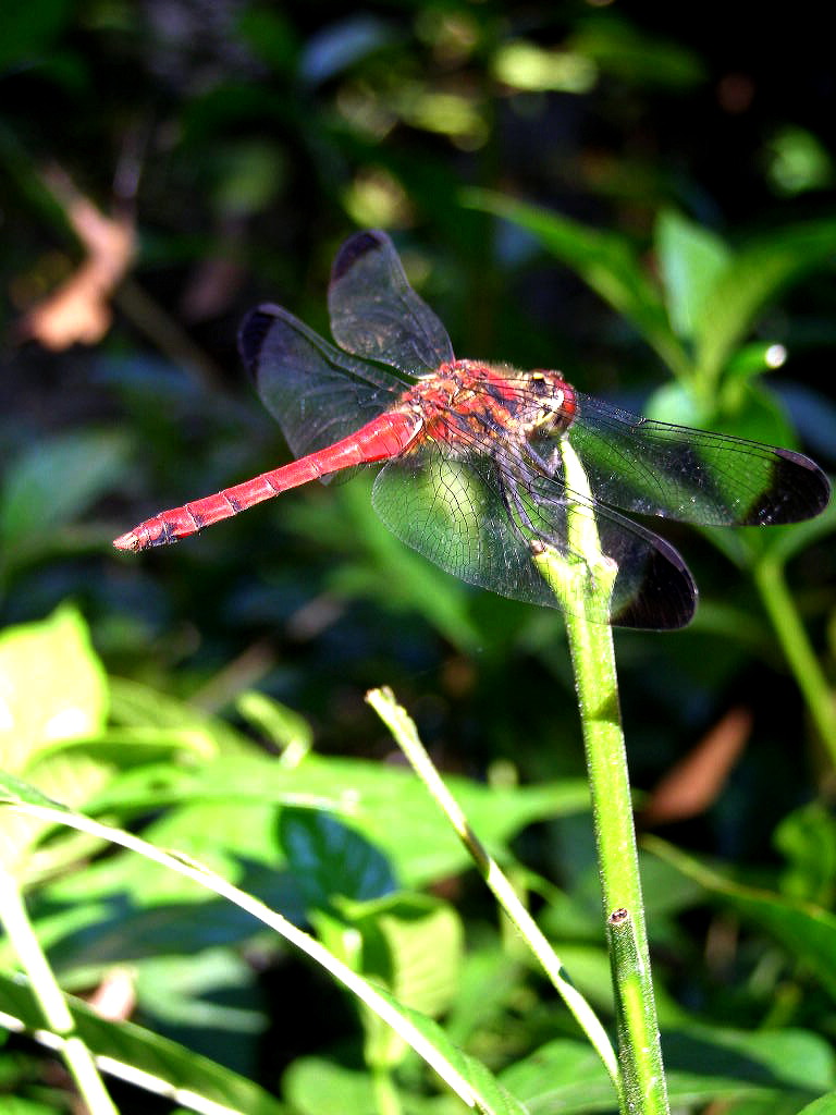 e0064158_050232.jpg