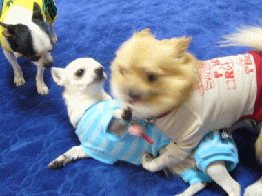 e0032508_0112895.gif