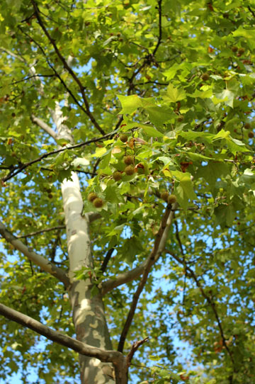 d0008146_124489.jpg