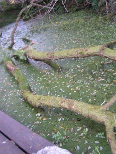 f0067361_2015791.jpg
