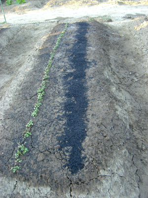 f0070493_21301638.jpg