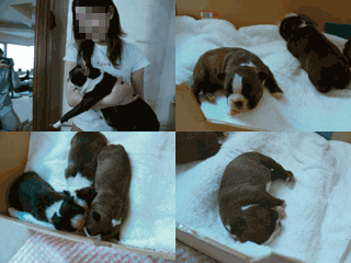 e0080117_2038351.gif