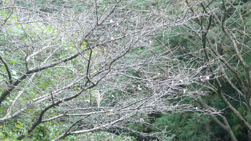 f0060424_10201791.jpg