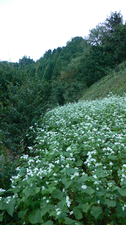 f0060424_124319.jpg