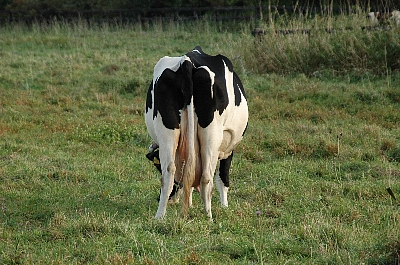 e0064128_23332510.jpg