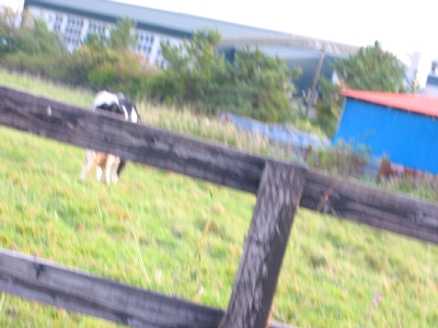 e0064128_23415461.jpg