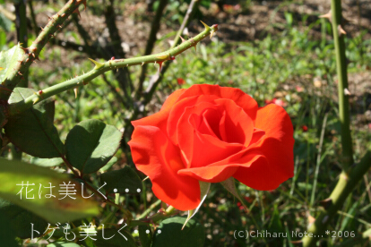 c0046340_21552765.jpg