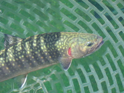 d0026200_23383556.jpg