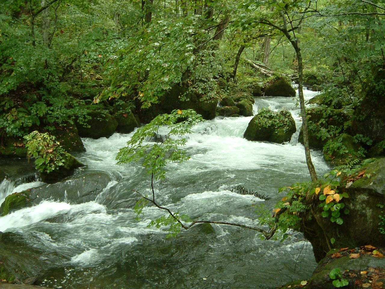 e0100210_149297.jpg
