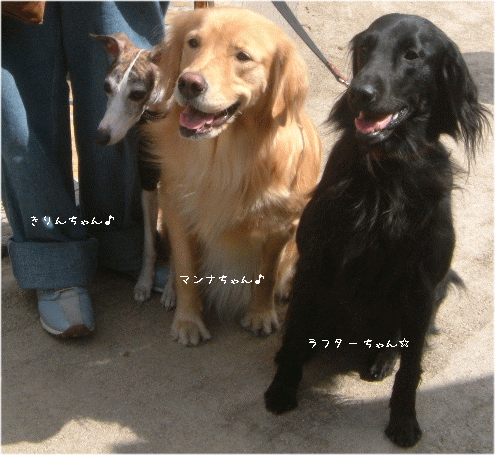 c0017311_15202811.gif