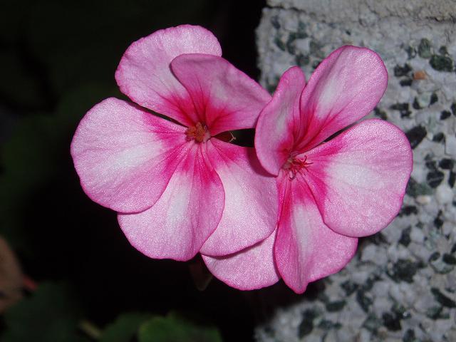c0086014_6562269.jpg