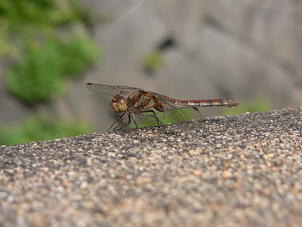e0002314_21252170.jpg
