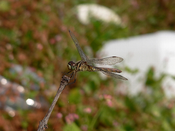 e0002314_21284755.jpg