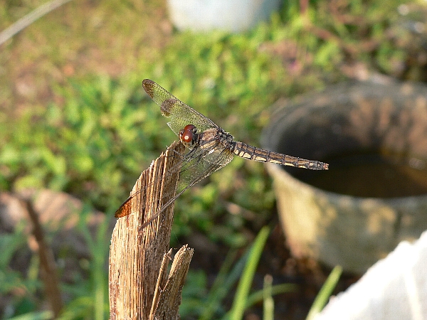e0002314_21333423.jpg
