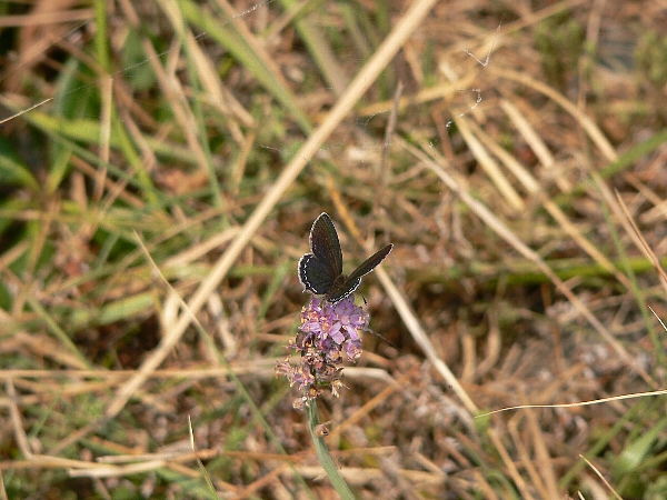 e0002314_21414196.jpg