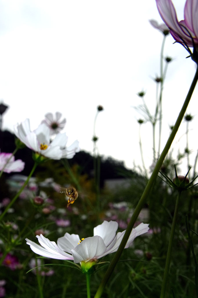 d0085715_02821.jpg