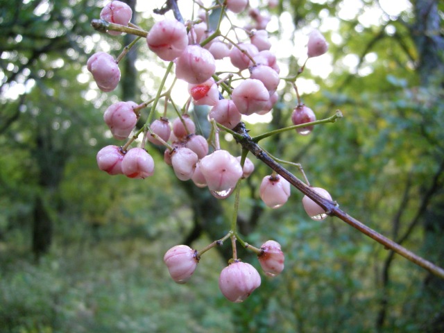 b0062024_21584954.jpg