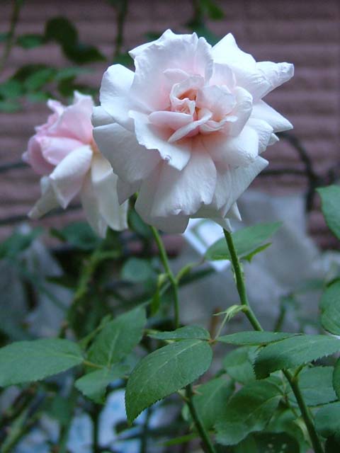 c0045227_6142487.jpg