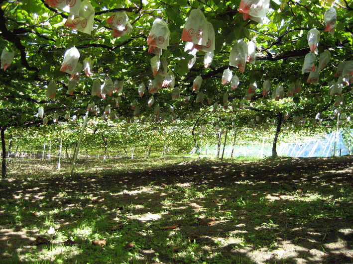d0048332_13564469.gif