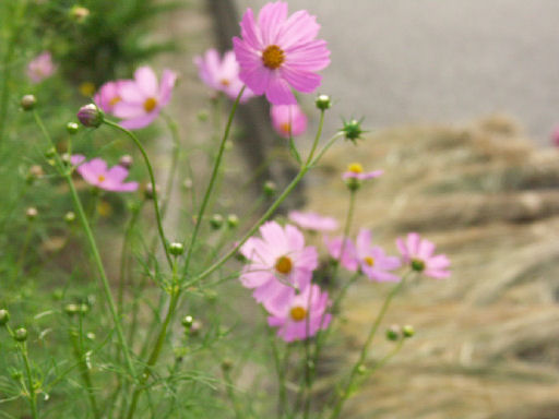 c0032138_915666.jpg