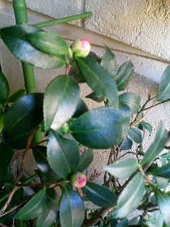 d0070045_874913.jpg