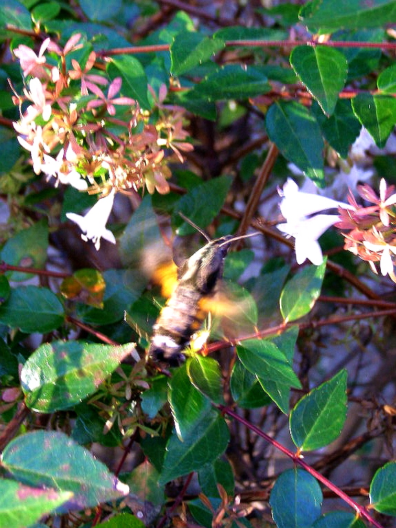 e0064158_1301892.jpg