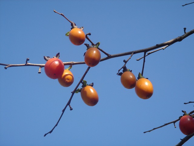 b0044663_13283625.jpg