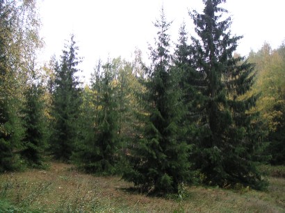 d0092973_20134298.jpg