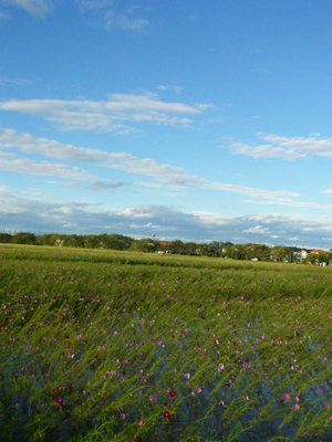 d0045295_111373.jpg